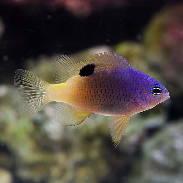 Tracey's Damselfish Tracey's Damselfish